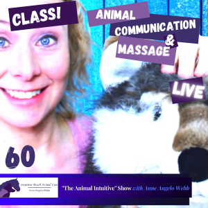 The Animal Intuitive® Channel