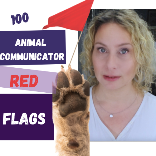 The Animal Intuitive® Channel