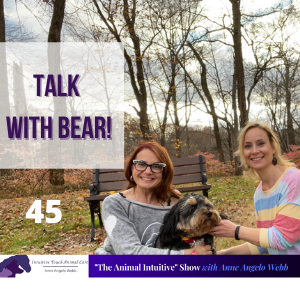 Animal Communication With Bear! | Ep 45