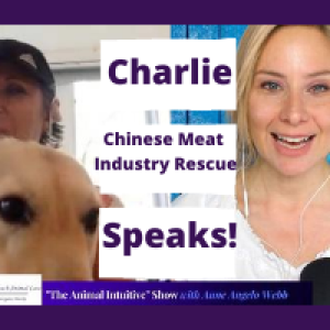 Inspirational Animal Communication With Meat Industry Rescue Dog | Ep 34
