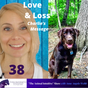 Wisdom and Guidance Animal Communication From Charlie | Ep 38