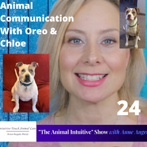 Ep 24 | Animal Communication With Therapy Dog Oreo & Anxious Dog Chloe