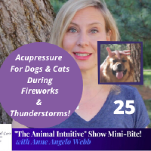 Ep 25  |Acupressure For Dogs and Cats Fireworks & Thunderstorms