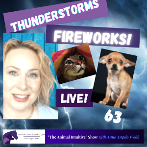 Thunderstorms & Fireworks - How To Calm You Pet Naturally with Animal Communication, Acupressure & Energy Healing | Ep 63