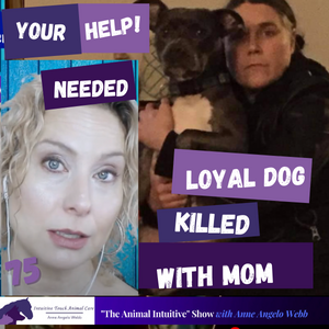 The Animal Intuitive® Channel