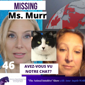 Animal Communication With Missing Canadian Cat | Ep 46