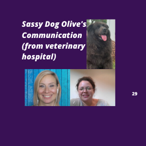 Animal Communication With Injured Funny Dog Olive | Ep 28