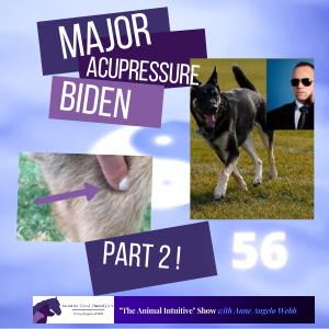 Acupressure for Joe Biden’s dog (for you and your pets too)! | Ep 56