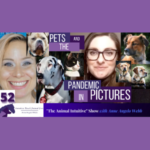 Pets & The Pandemic In Pictures & Animal Communication | Ep 52