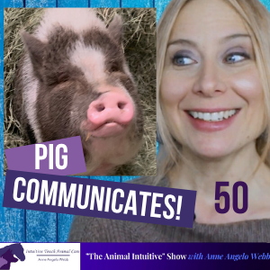 Animal Communication with Pig Pig | Ep 50