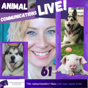 Live Pet Communications With The Animal Intuitive - call in! 🐶🐱🐷 | Ep 58