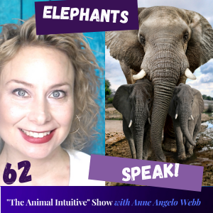 Animal Communication - Elephants Talking! / The Animal Communication Matrix | Ep 62