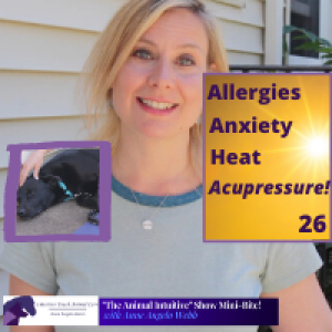 Ep 26  |Acupressure For Dogs and Cats Heat, Allergies & Anxiety