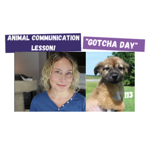 New Pet Animal Communication/ Reducing Pet Stress & Acupressure Points | Ep 113
