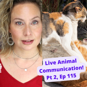 Live Animal Communication With Cat Colony Alpha Pt 2 | Ep115