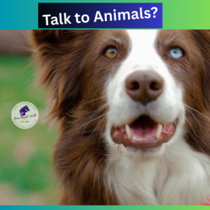 Learn Animal Communication + Acupressure – 50% Off Extended to April 16! 💕Bonus - new Hypnosis included!
