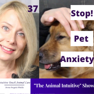 Help Your Anxious Pet With EFT/Tapping | Ep 37