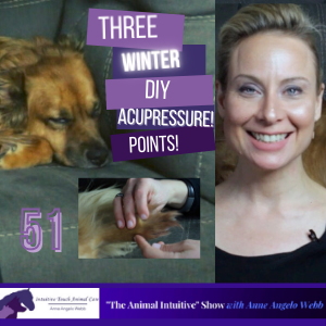 Acupressure For Dogs and Cats In Winter | Ep 51