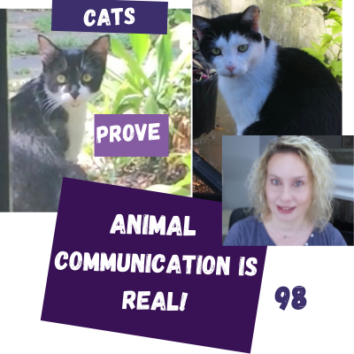 The Animal Intuitive® Channel