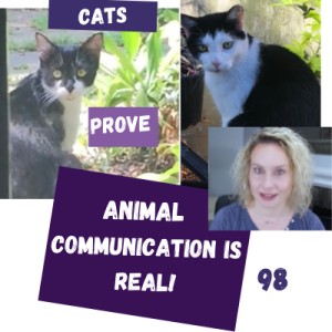 Missing Cats Listen To Animal Communicator // Live Animal Communication | 98