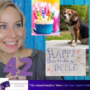 Animal Communication For Pet Birthdays! | Ep 41