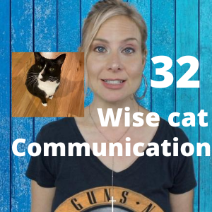 Animal Communication What A Wise Cat Wants | Ep 31