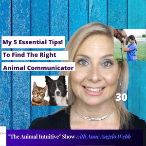 5 Essential Tips Find The Right Animal Communicator For Your Pet | Ep 30