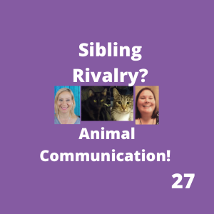 Animal Communication Woody & Shadow Cat Fighting | Ep 27