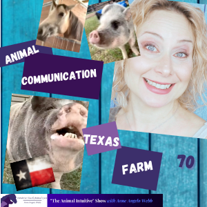#FurryFursday Animal Communication Helps With Pig Relationship🐷Horse With Stall Anger|Ep 70