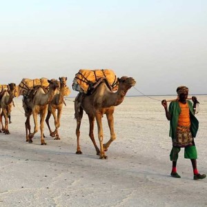 THE CAMELS ARE COMING | Hosiah Tagara