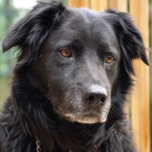 Encounters — An emergency doc learns a life lesson from his loyal companion