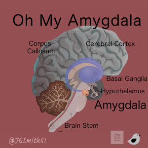 Oh, My Amygdala