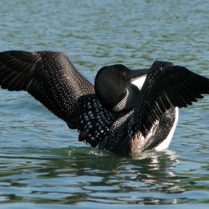 Your Chance to Keep the Loons out of Office