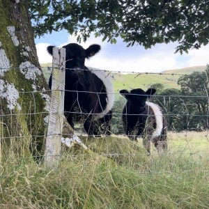 Cows!
