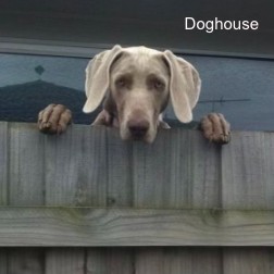 Doghouse