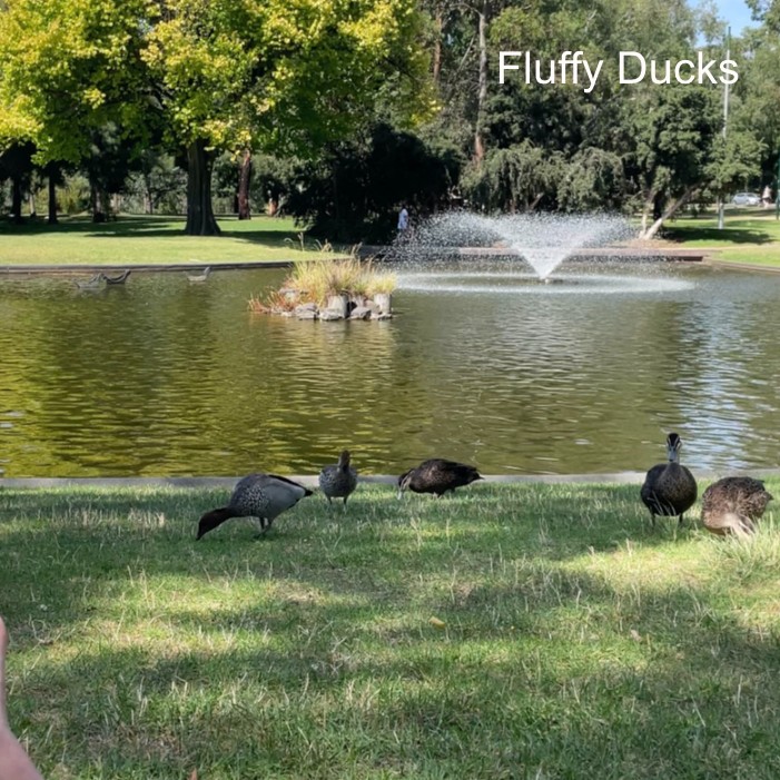 Fluffy Ducks