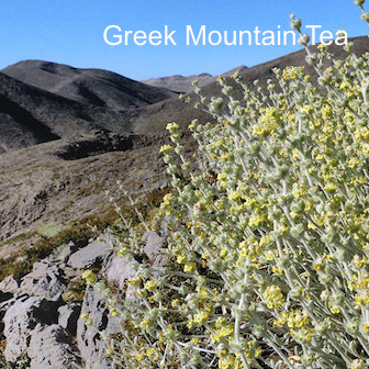 Greek Mountain Tea