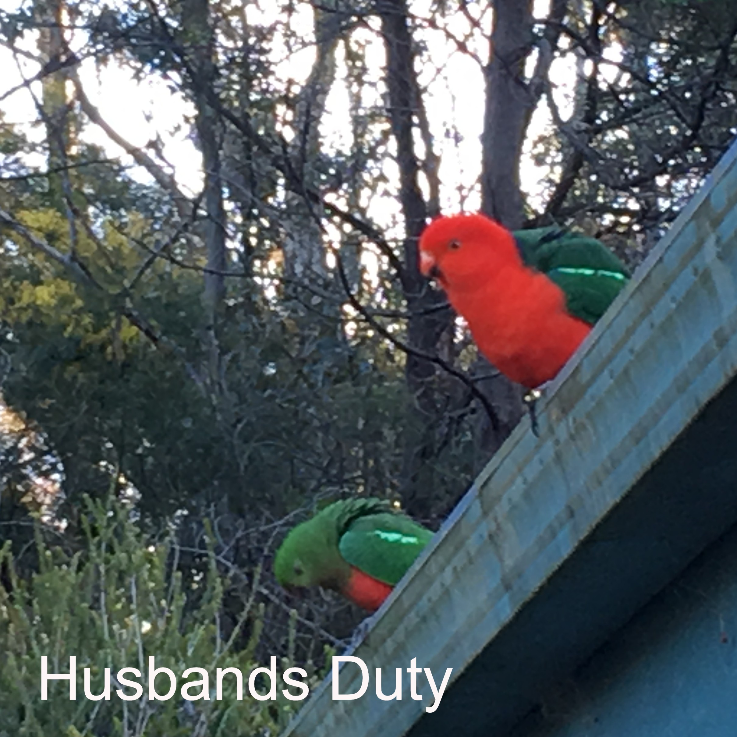 Husbands Duty