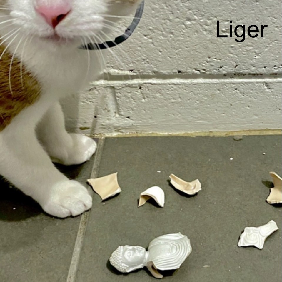 Liger