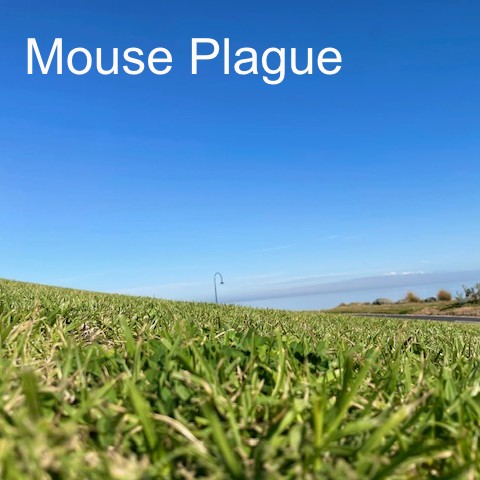 Mouse Plague