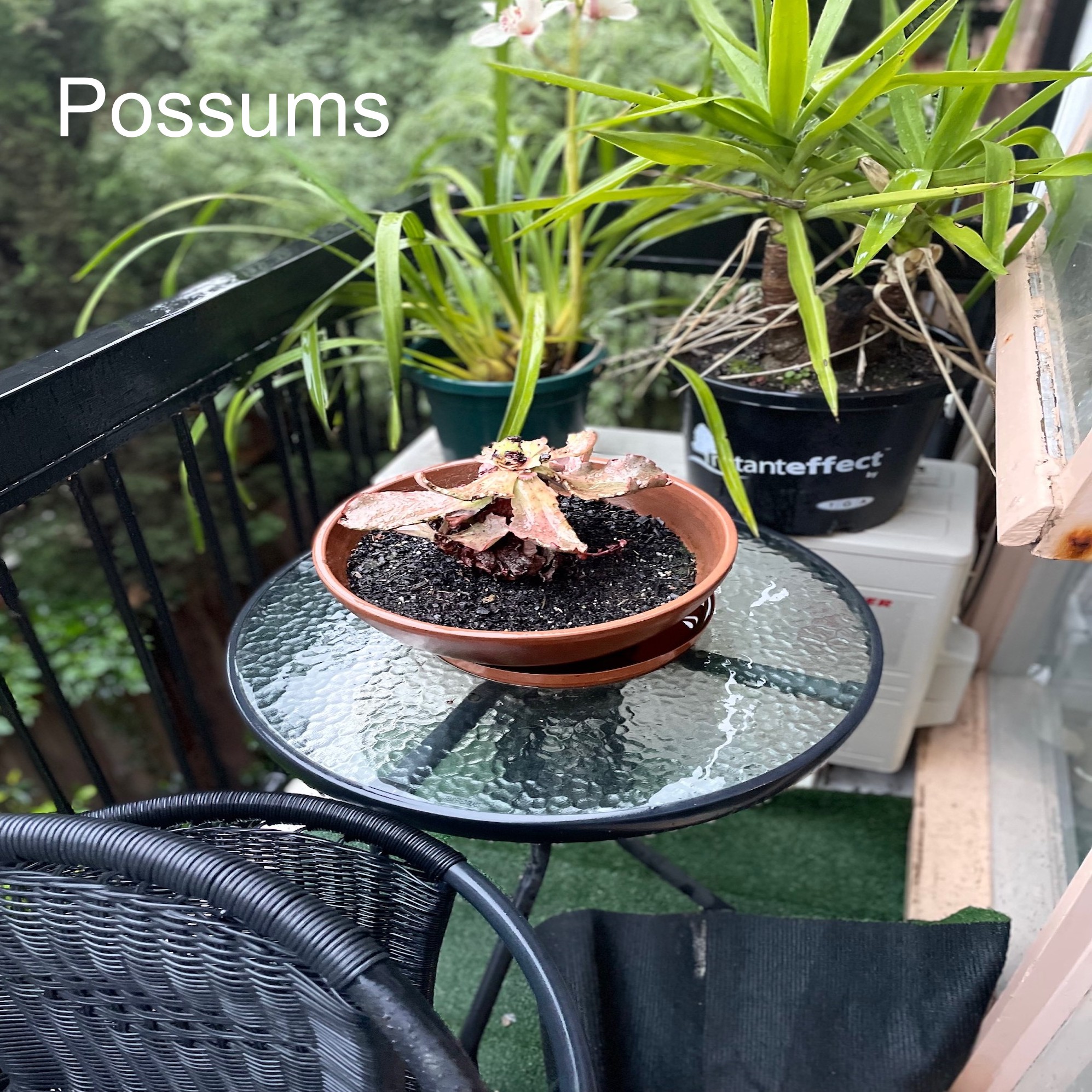 Possums