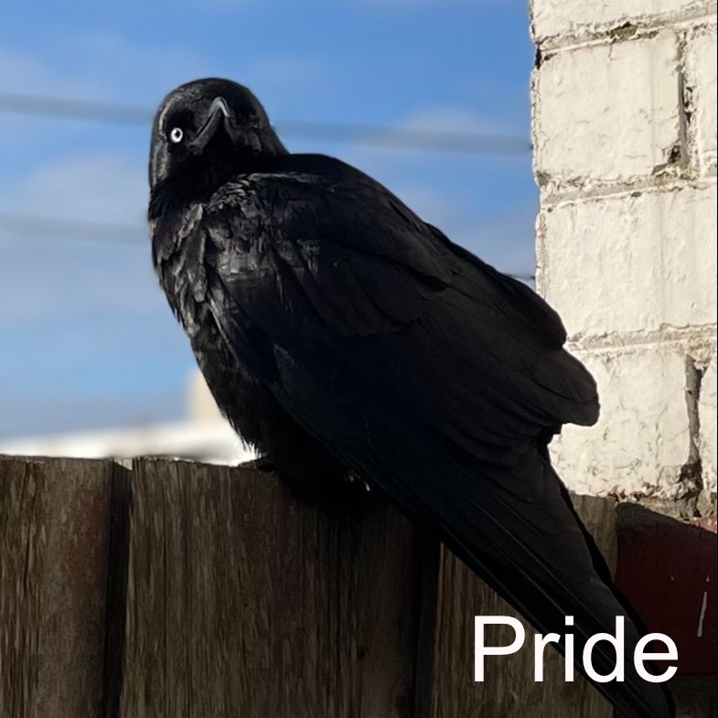 Pride