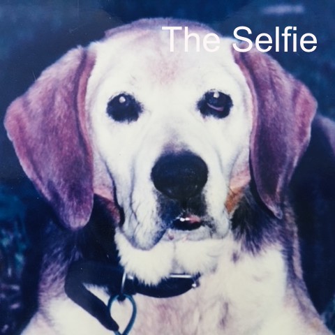 The Selfie