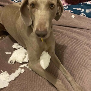 Toilet Paper