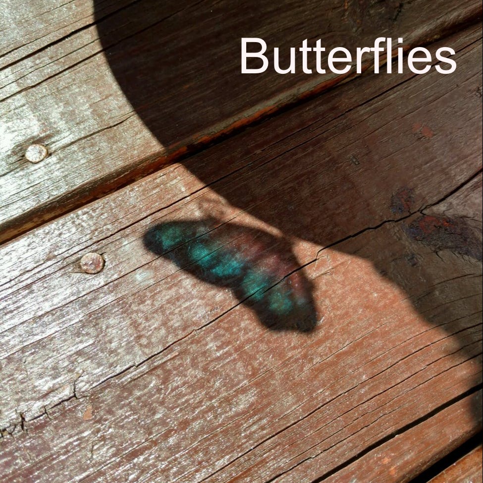 Butterflies