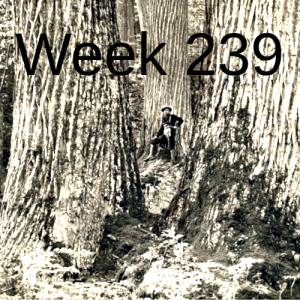 Week 239 restoring the wild american chestnut