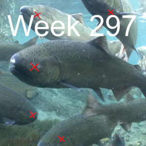 Week 297 chinook salmon extinction