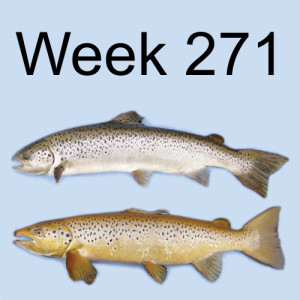 Week 271 near the point of extinction atlantic salmon are rebounding