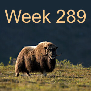 Week 289 rewilding with the muskox