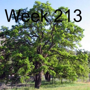 Week 213 oaks are for everywhere where they once flourished